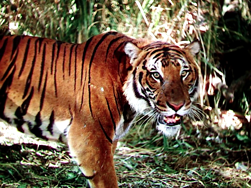 The Jungle Book