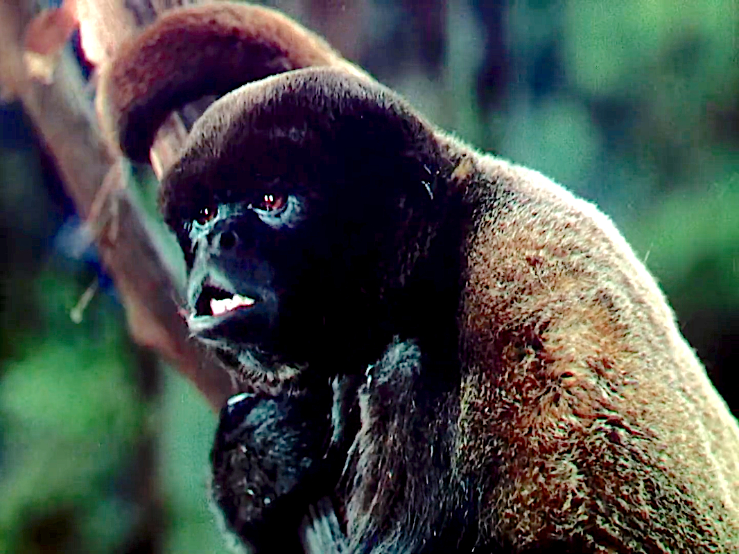 The Jungle Book