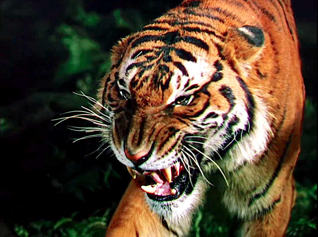 The Jungle Book