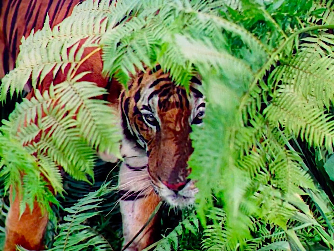 The Jungle Book