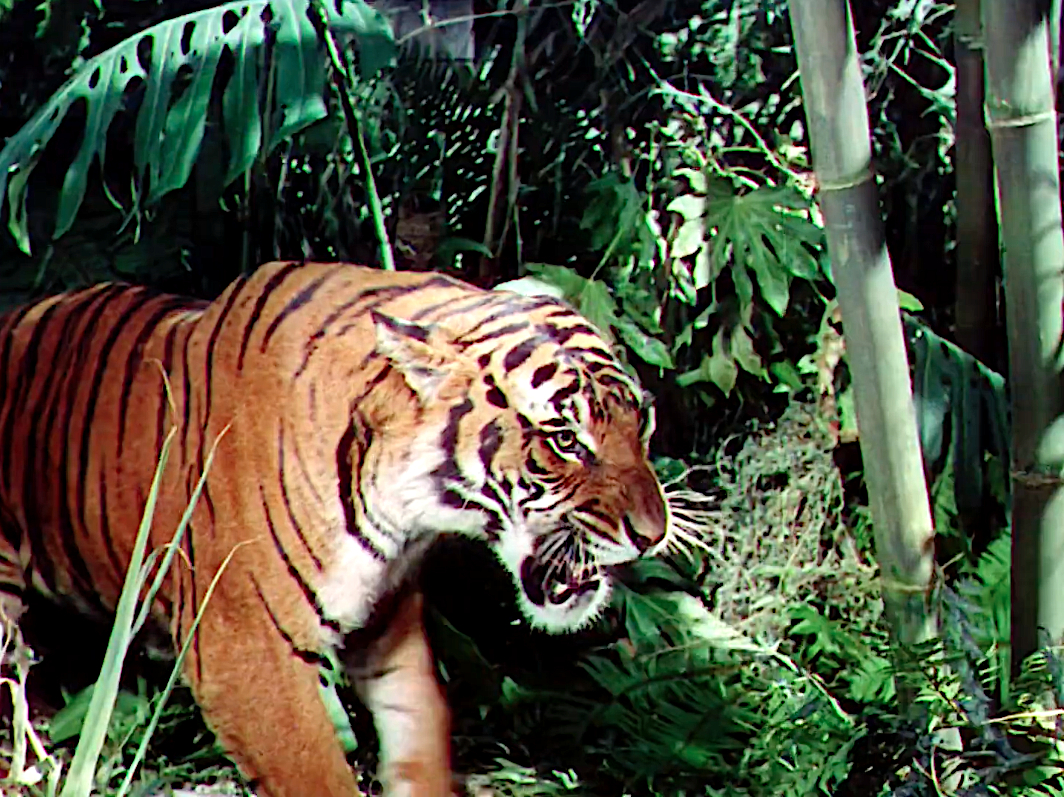The Jungle Book
