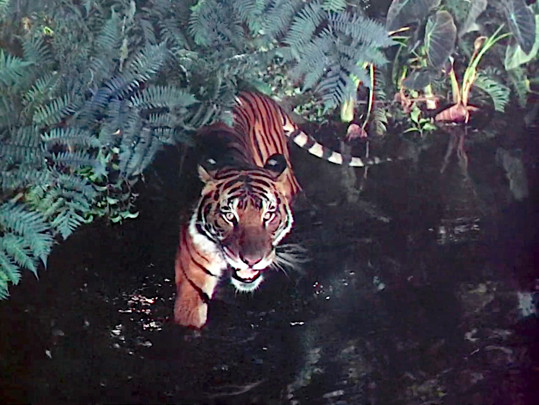 The Jungle Book