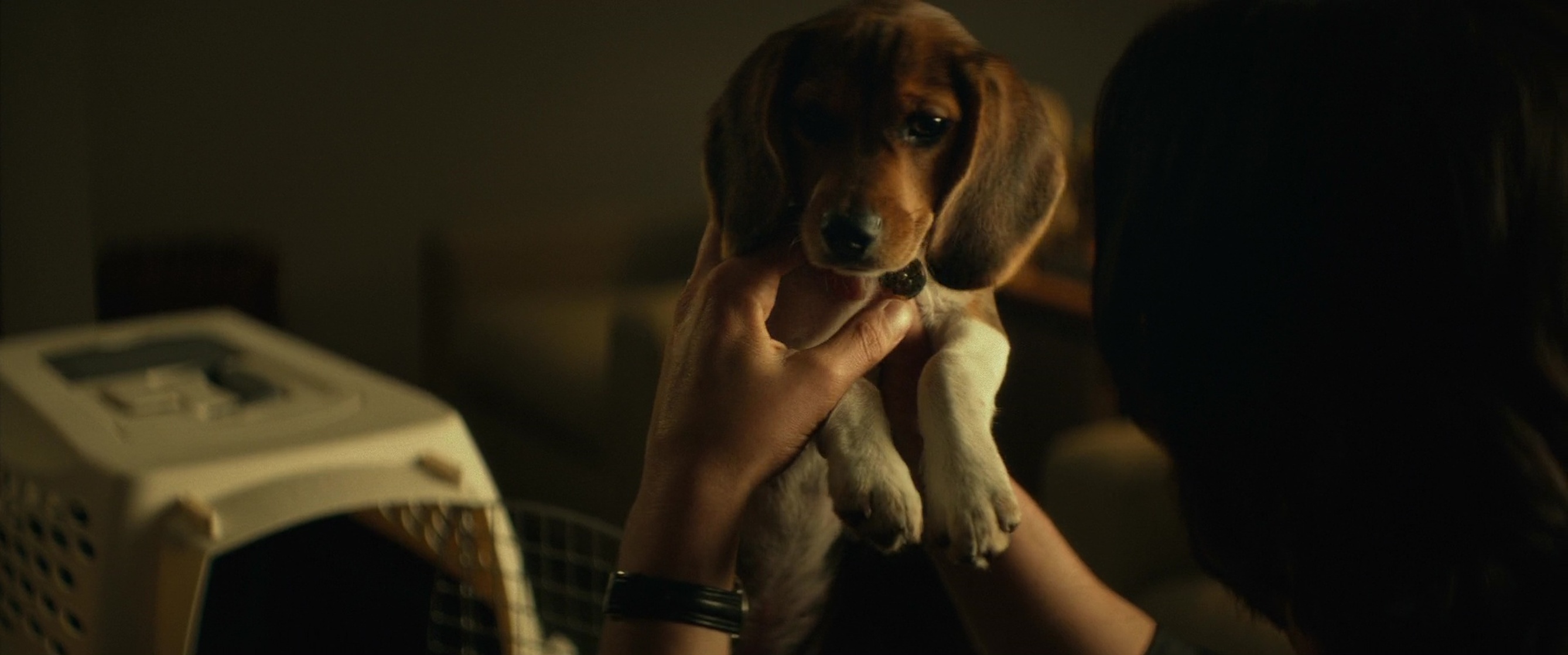 Daisy (John Wick)