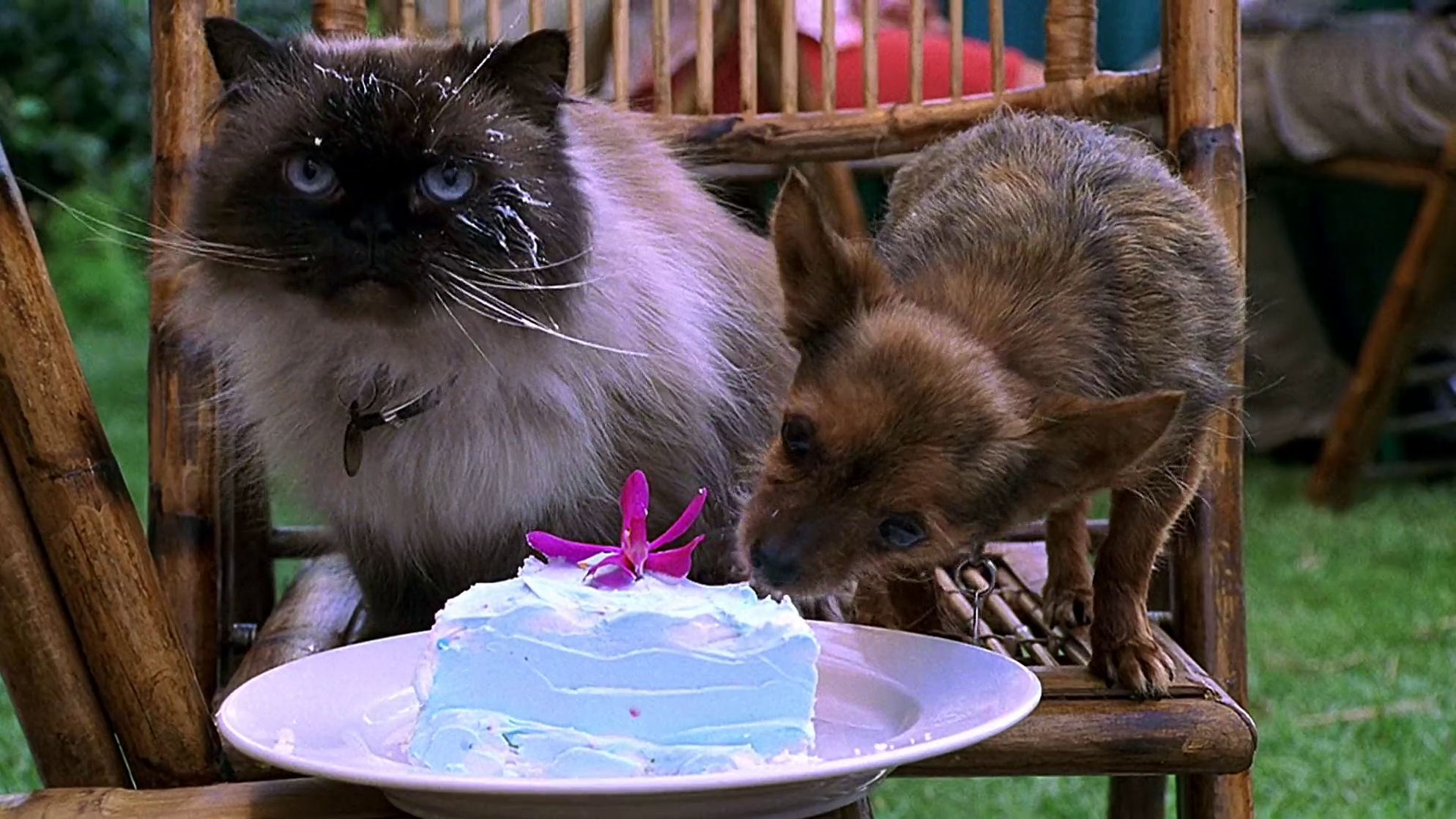 Image of meet the fockers