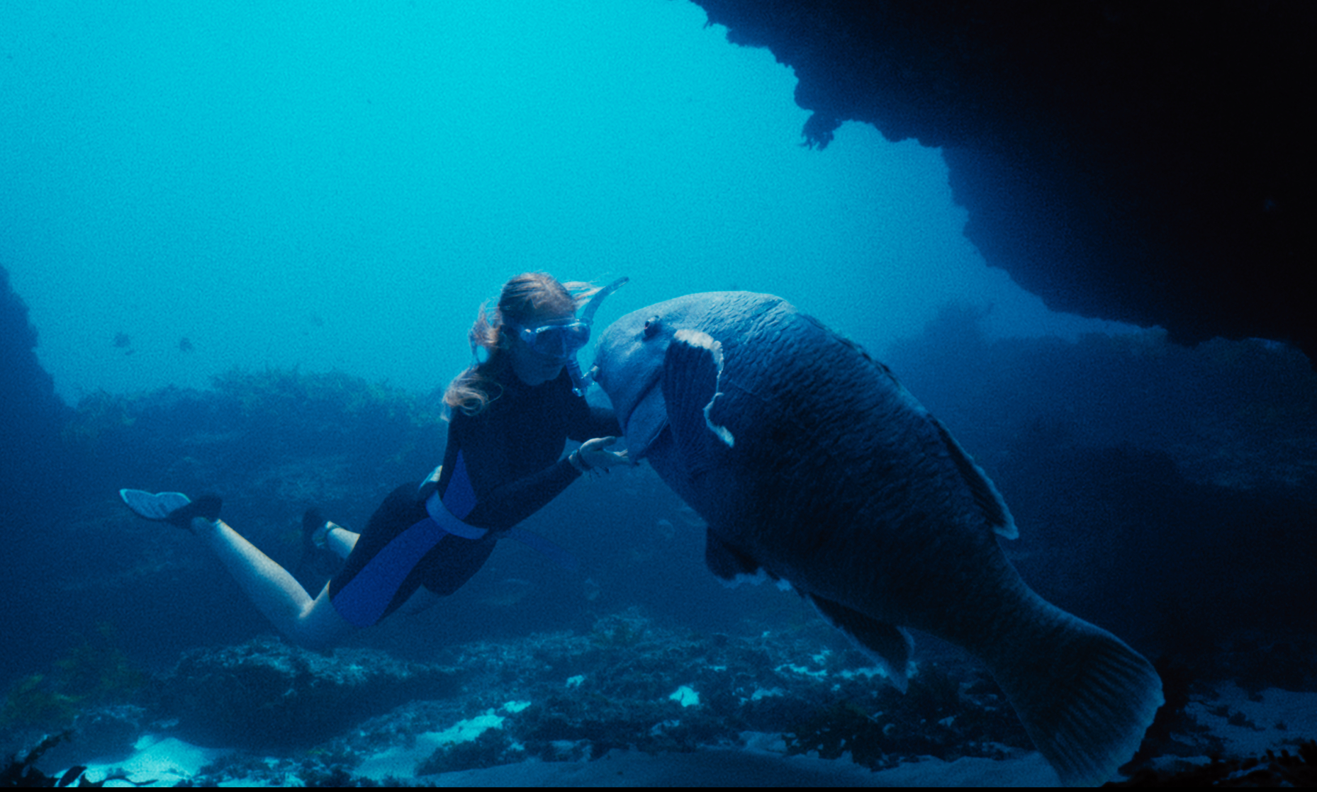 Blueback