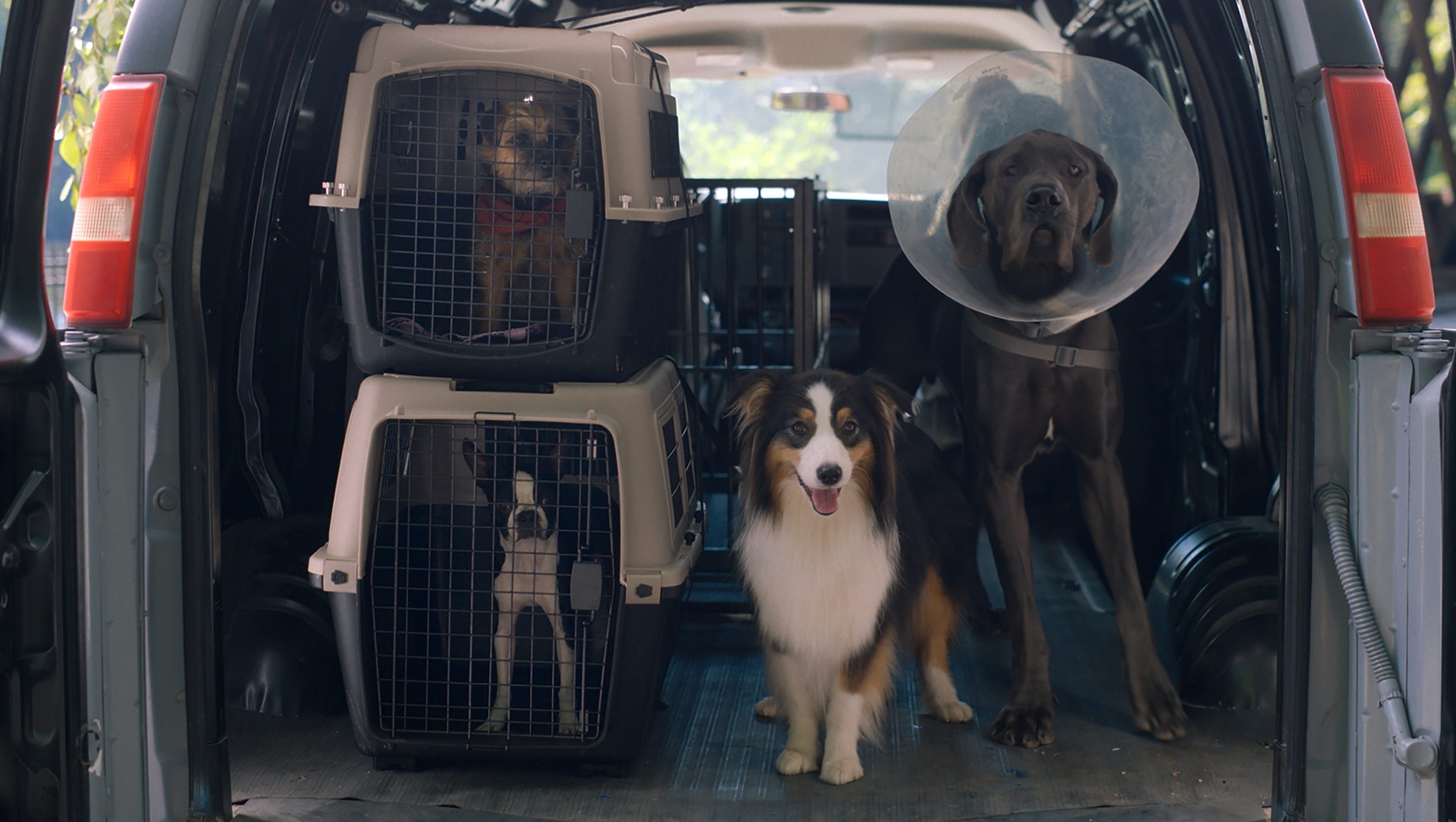 Strays