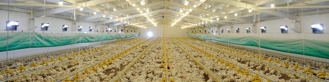 Remesis: Fresh and Frozen Poultry Suppliers