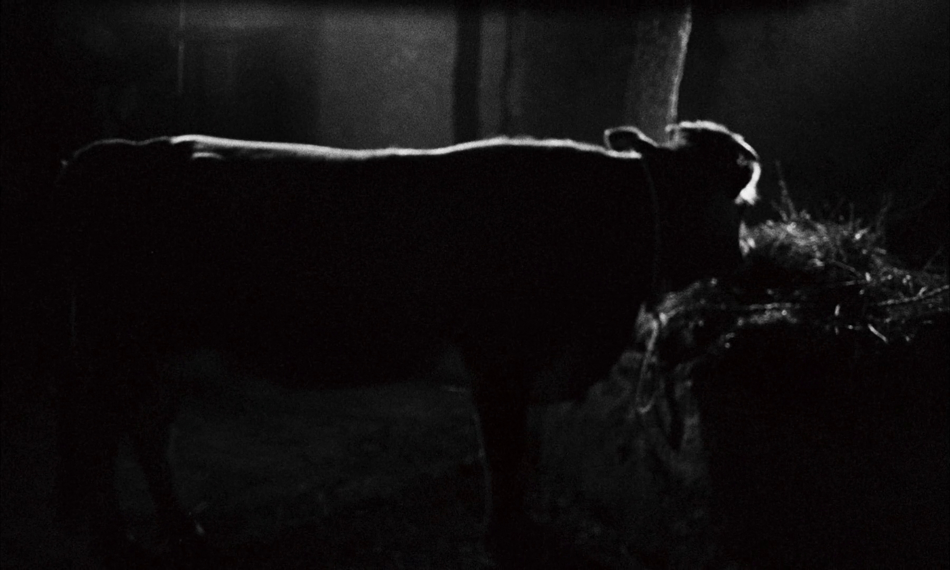 The Cow (1969)