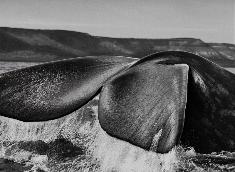 Southern Right Whale (Eubalaena australis), Valdes Peninsula, Argentina