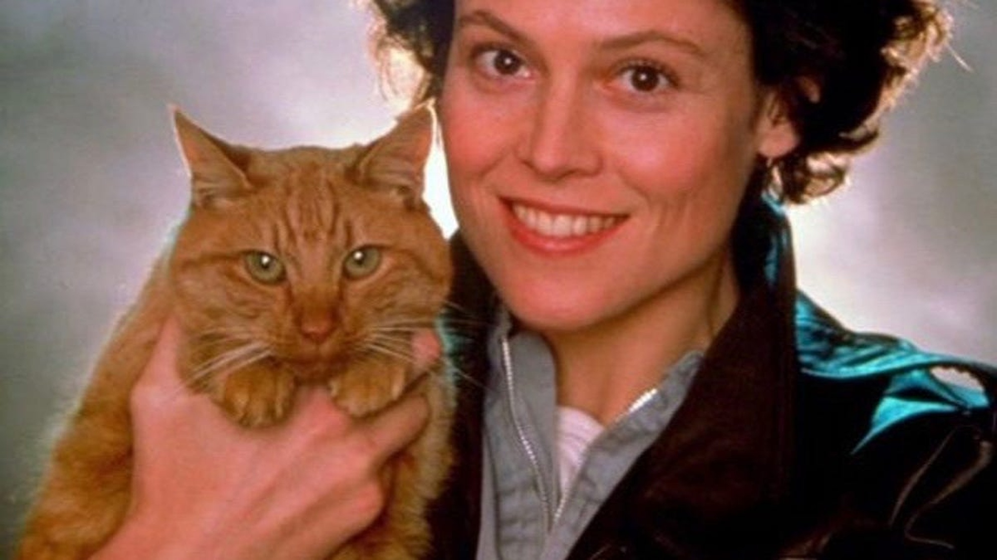 Jones (cat)