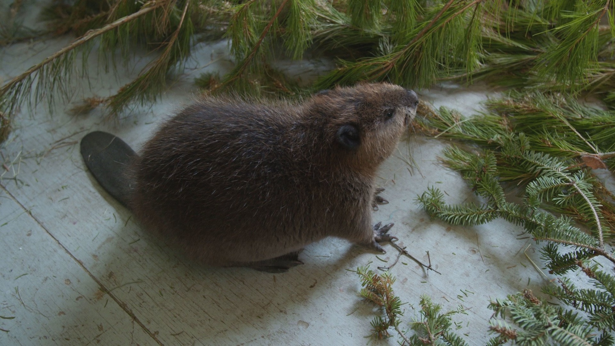 Picture of Hope for Wildlife