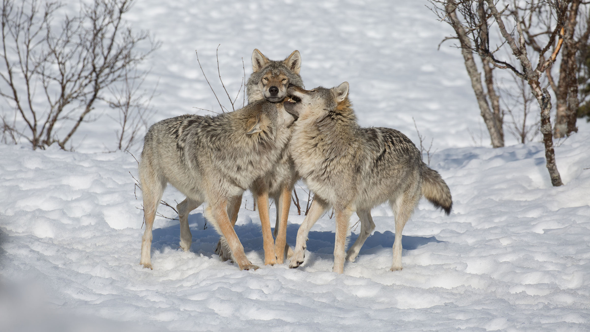 Wolf vs Bear