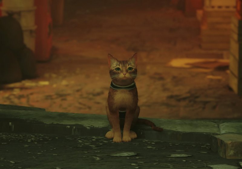 Cat (Stray)