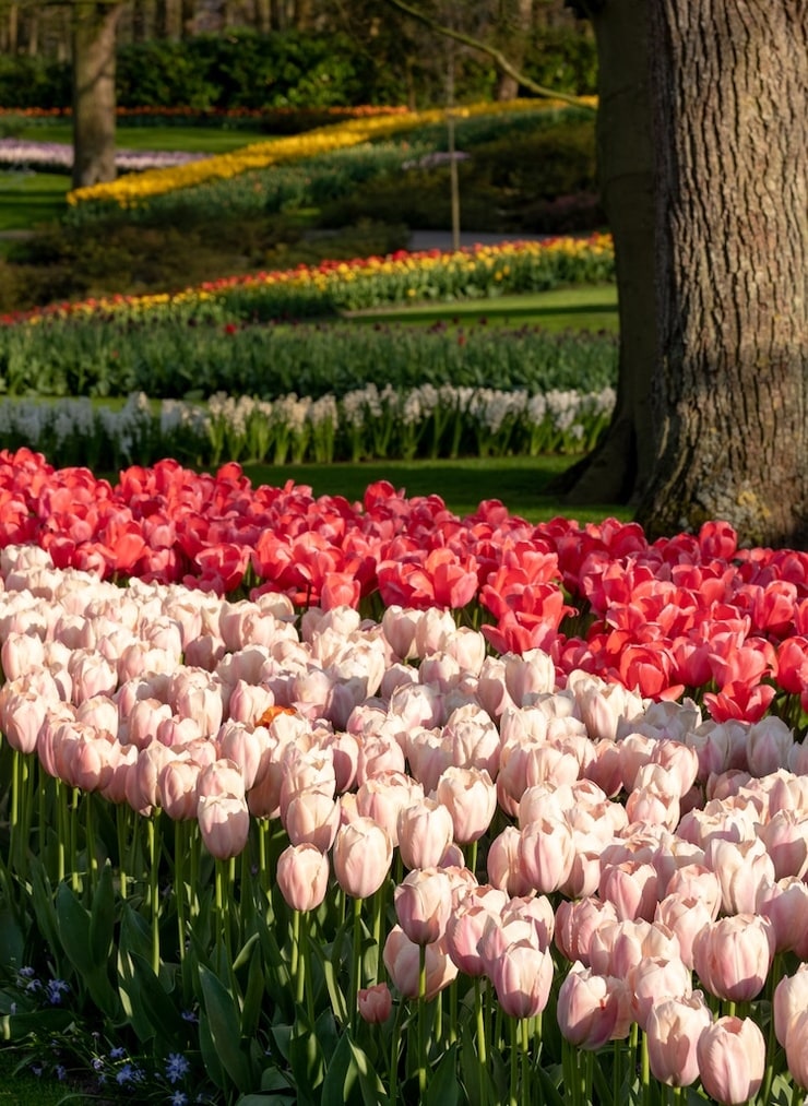 Keukenhof flower garden, Netherlands