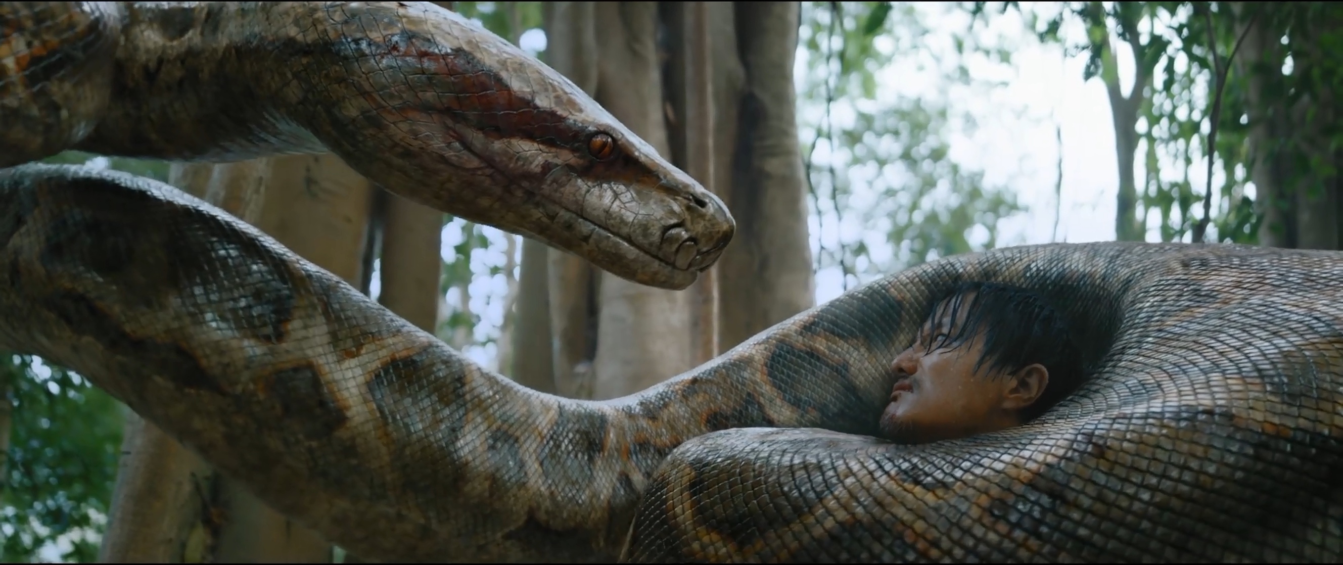 Anaconda