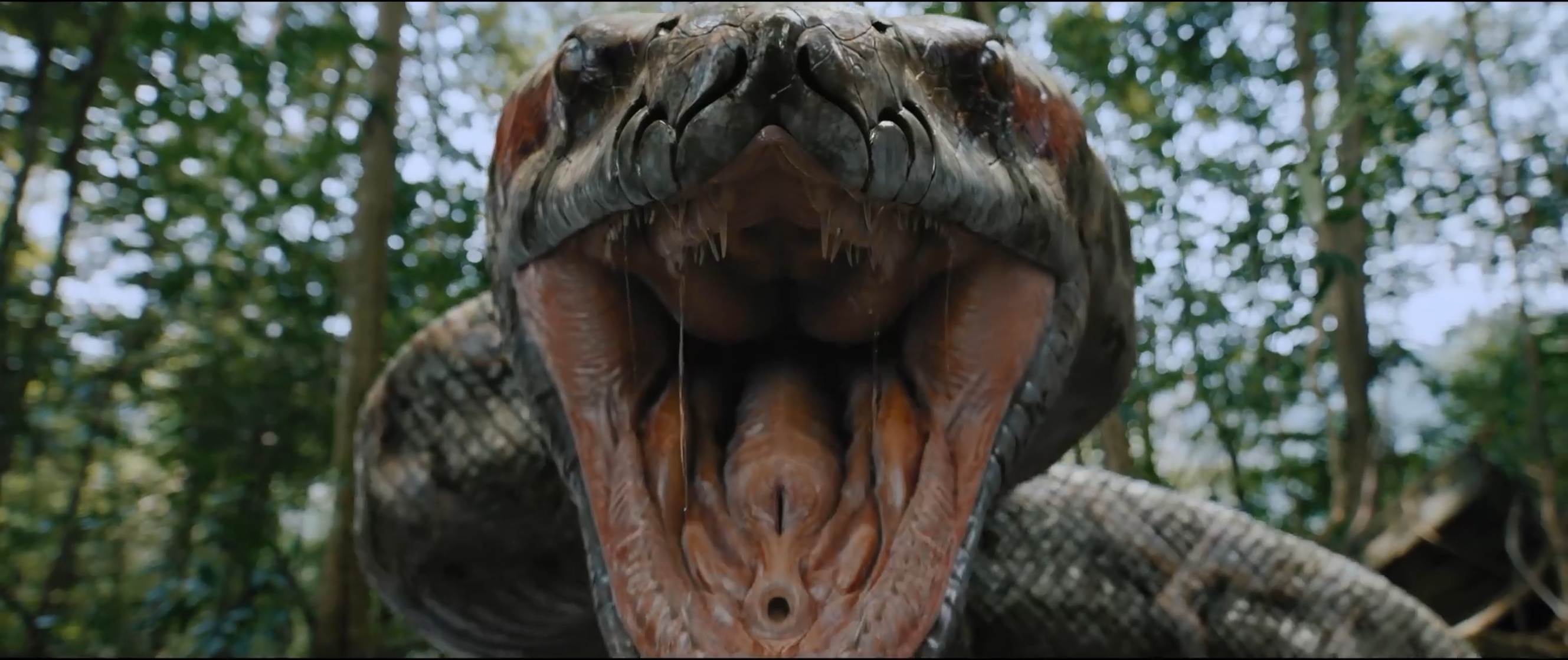Anaconda