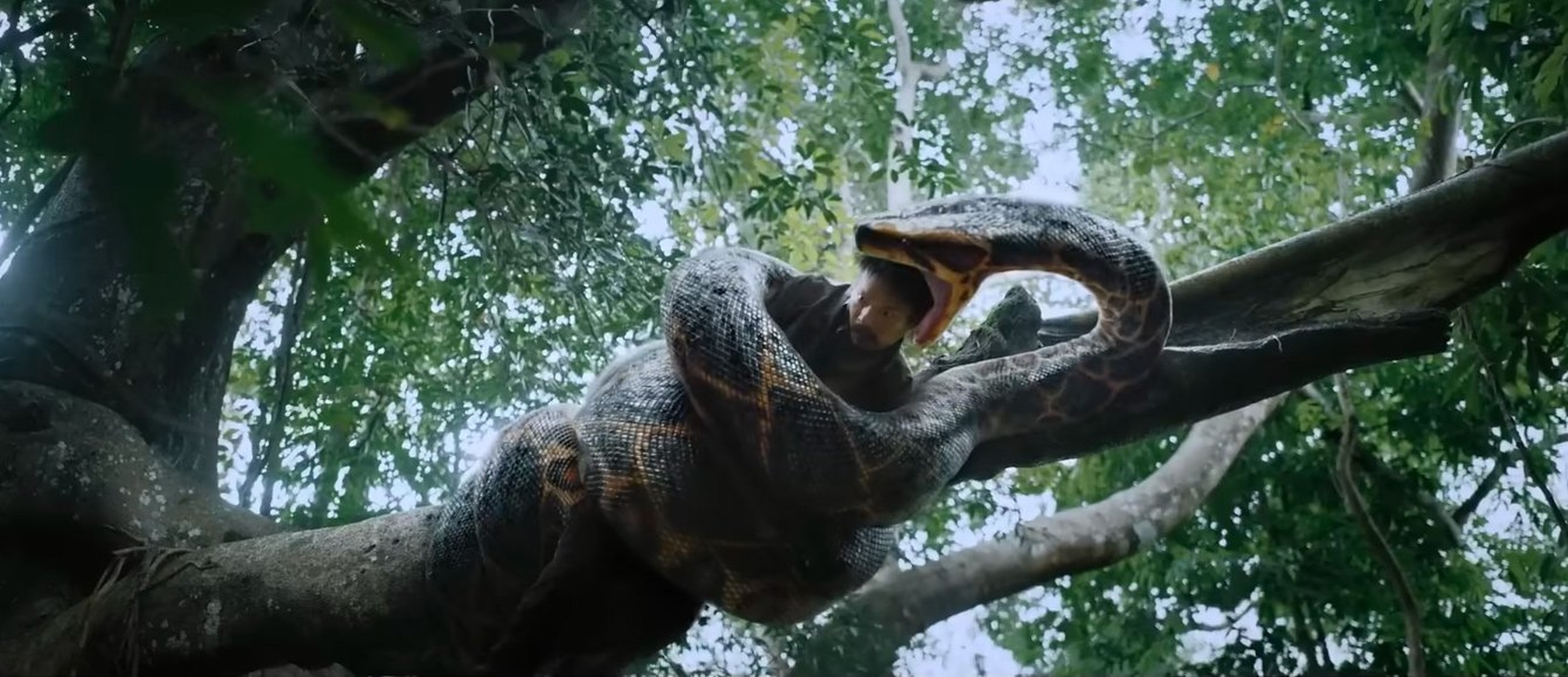 Anaconda