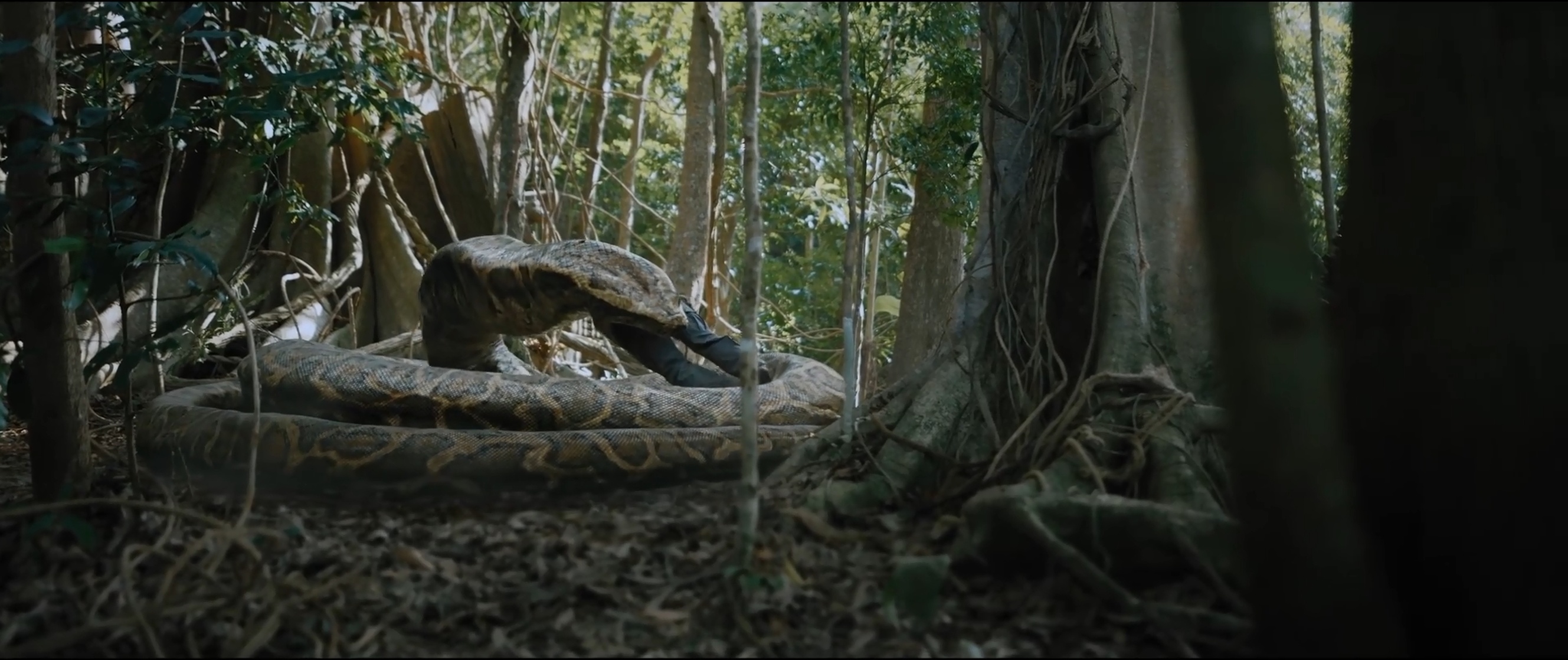 Anaconda