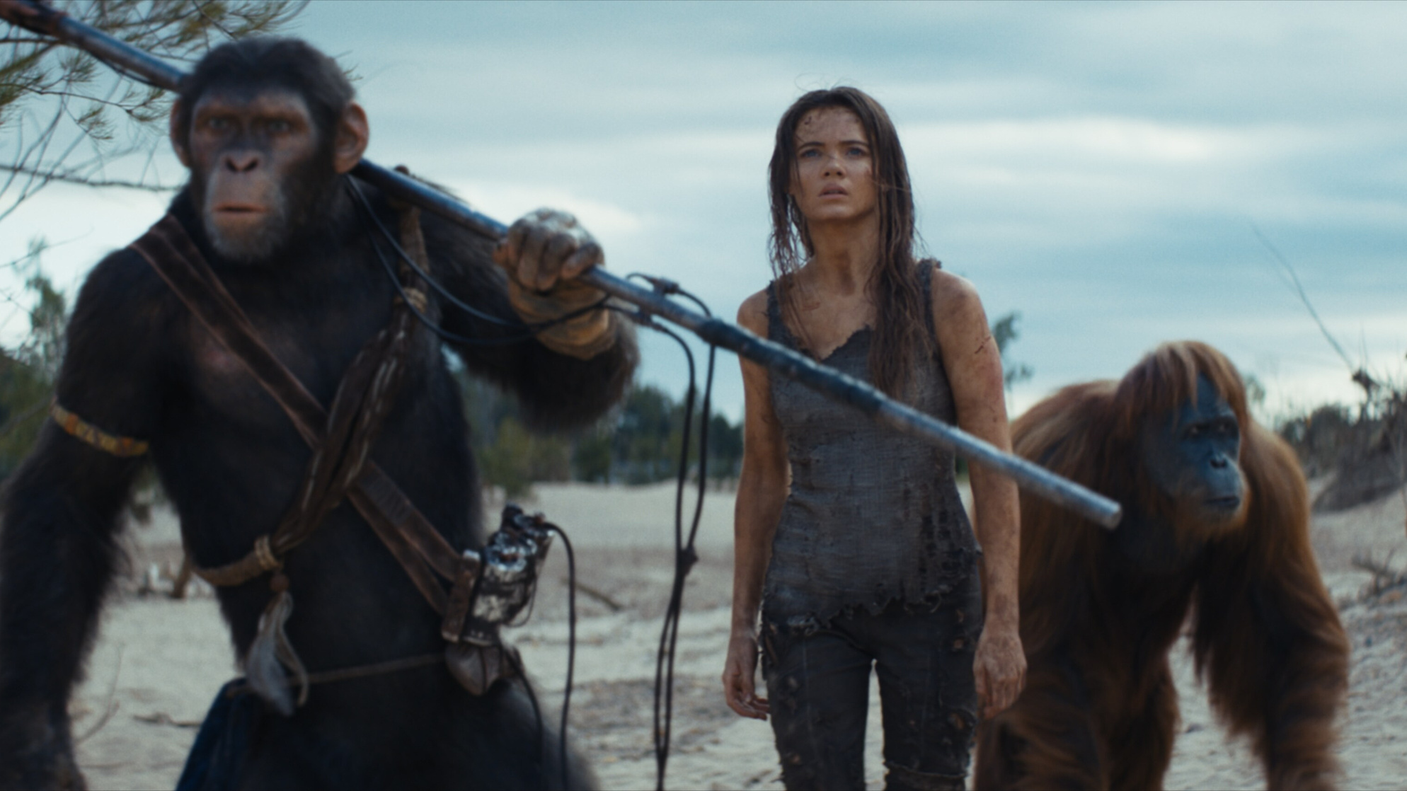 Kingdom of the Planet of the Apes Kingdom of the Planet of the Apes