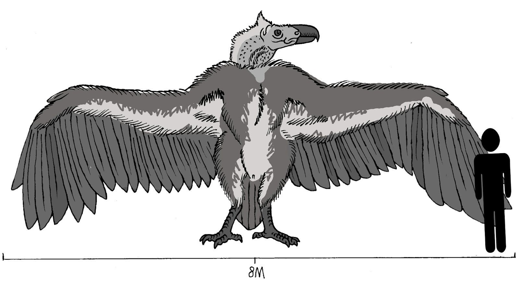 Thunderbird
