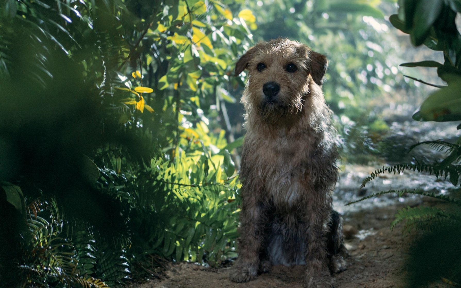 Arthur the King