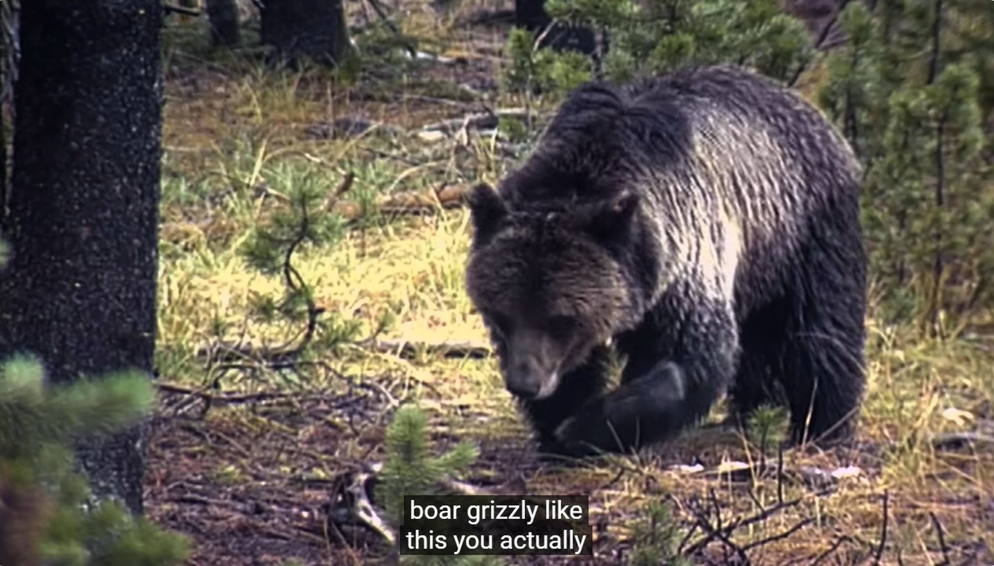 The Grizzly Truth