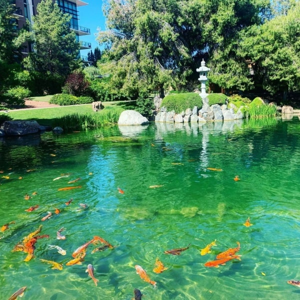 Japanese Friendship Garden of Phoenix, Arizona