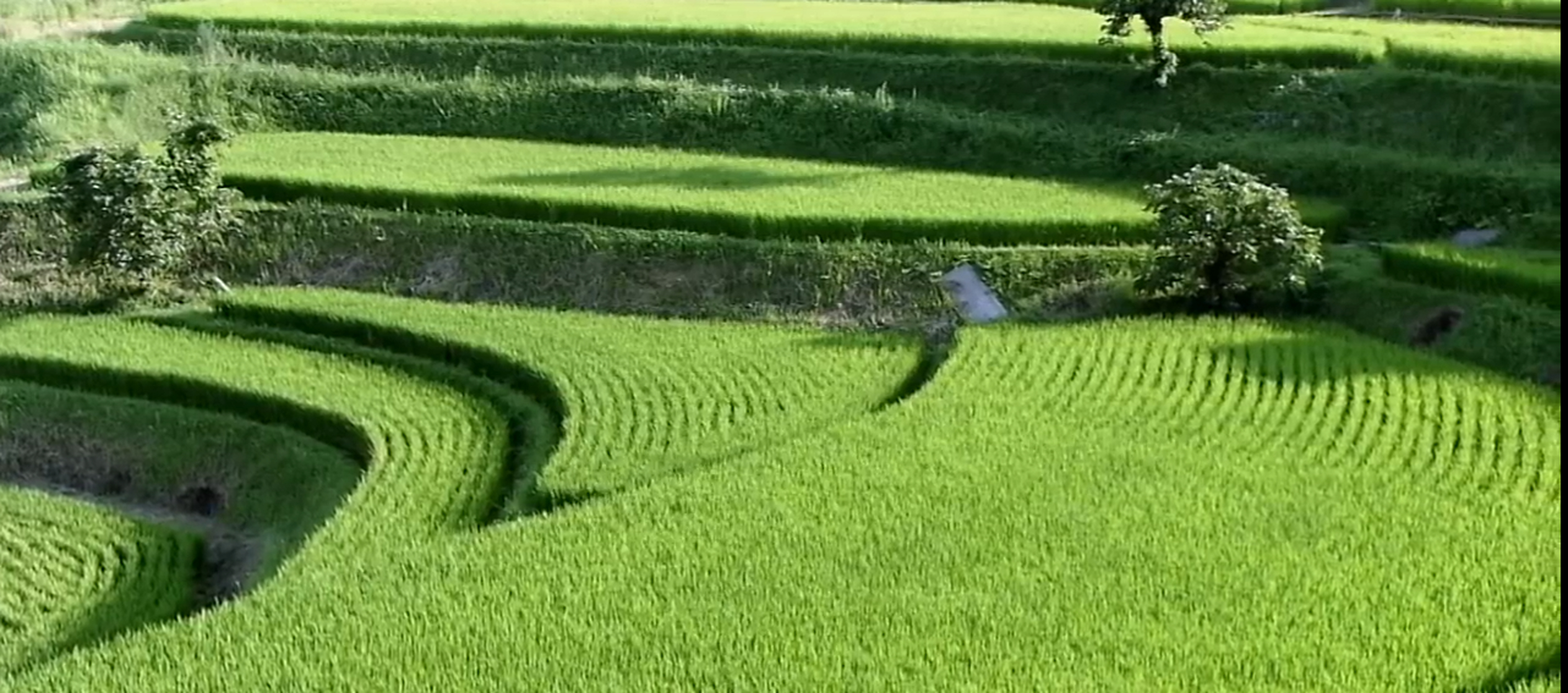 Satoyama I: Japan's Secret Water Garden