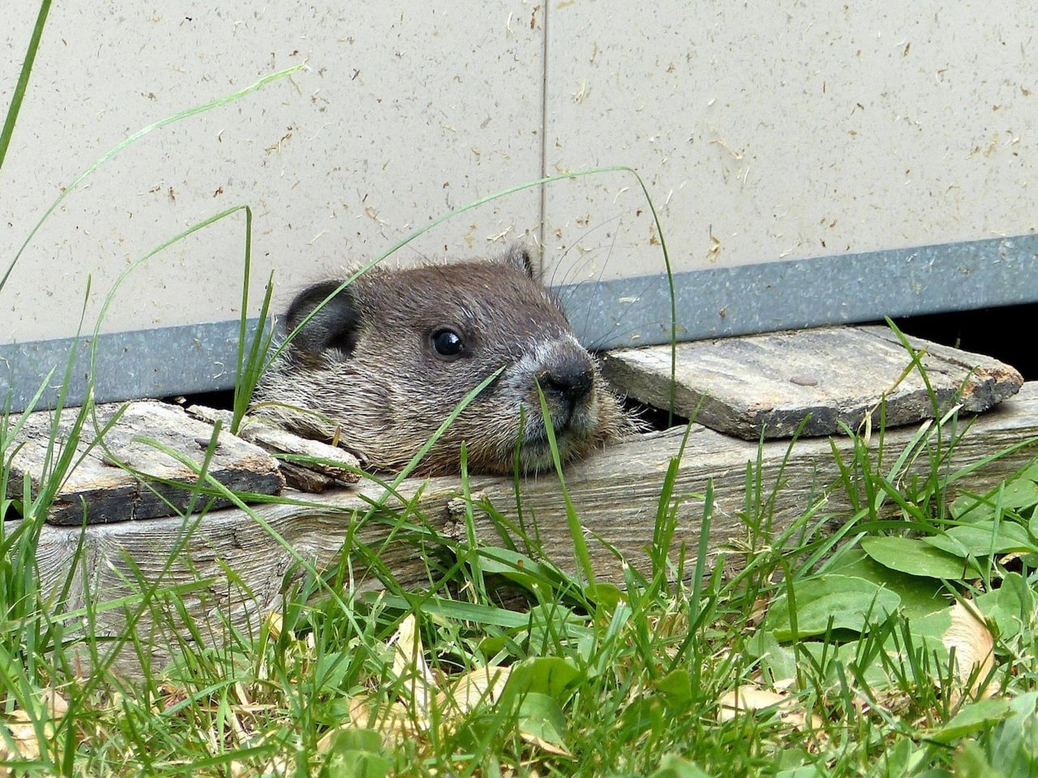 Groundhog