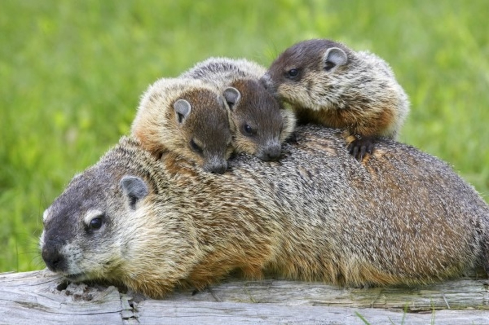 Groundhog