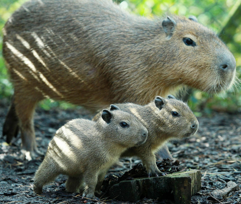 Capybara