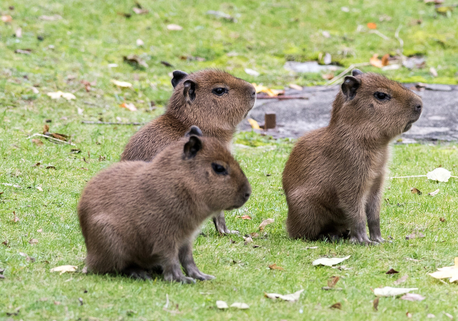 Capybara