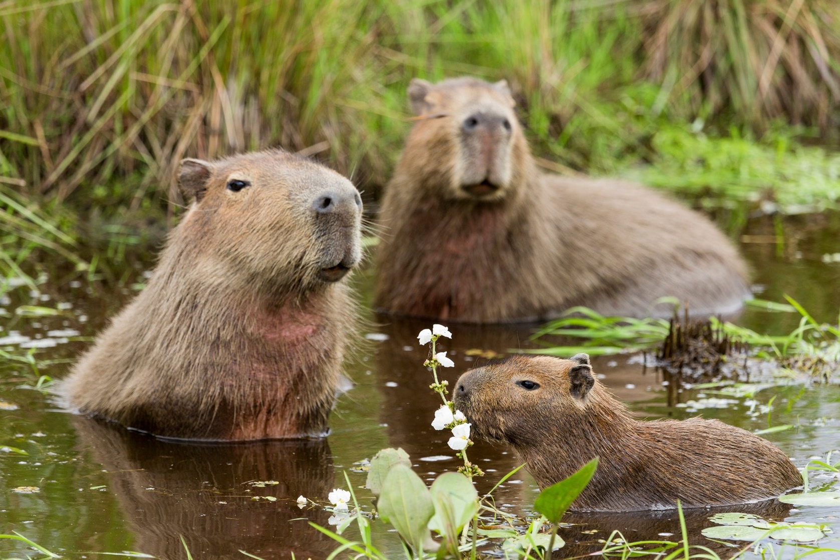 Capybara