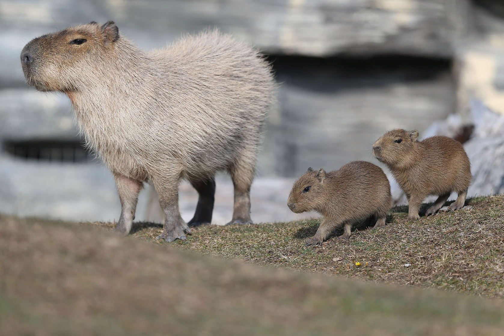 Capybara