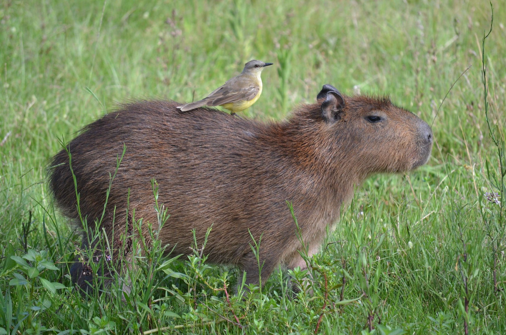 Capybara