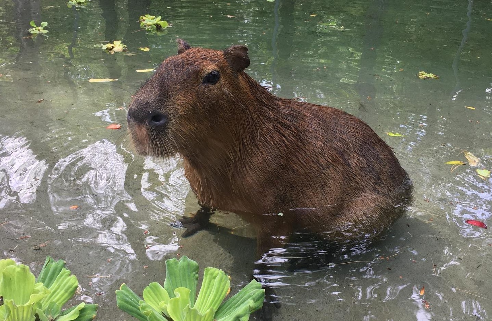Capybara