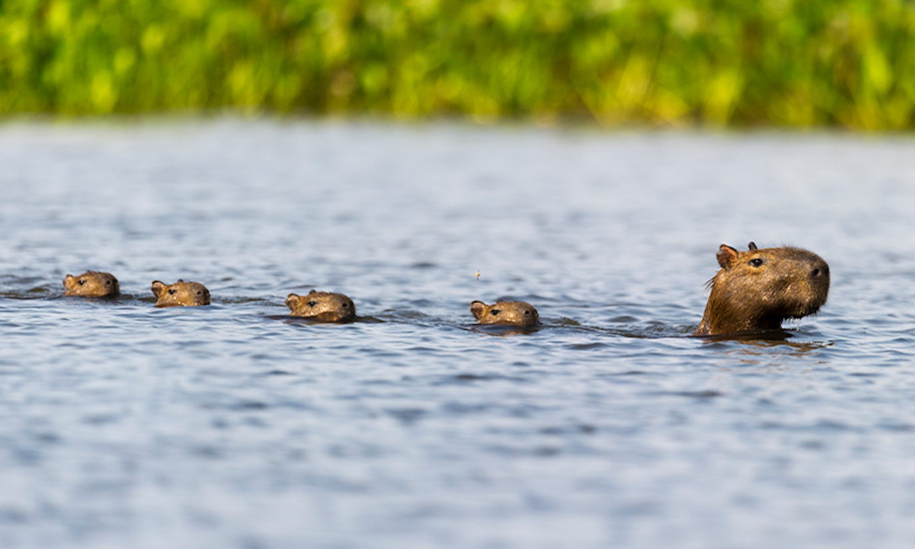 Capybara