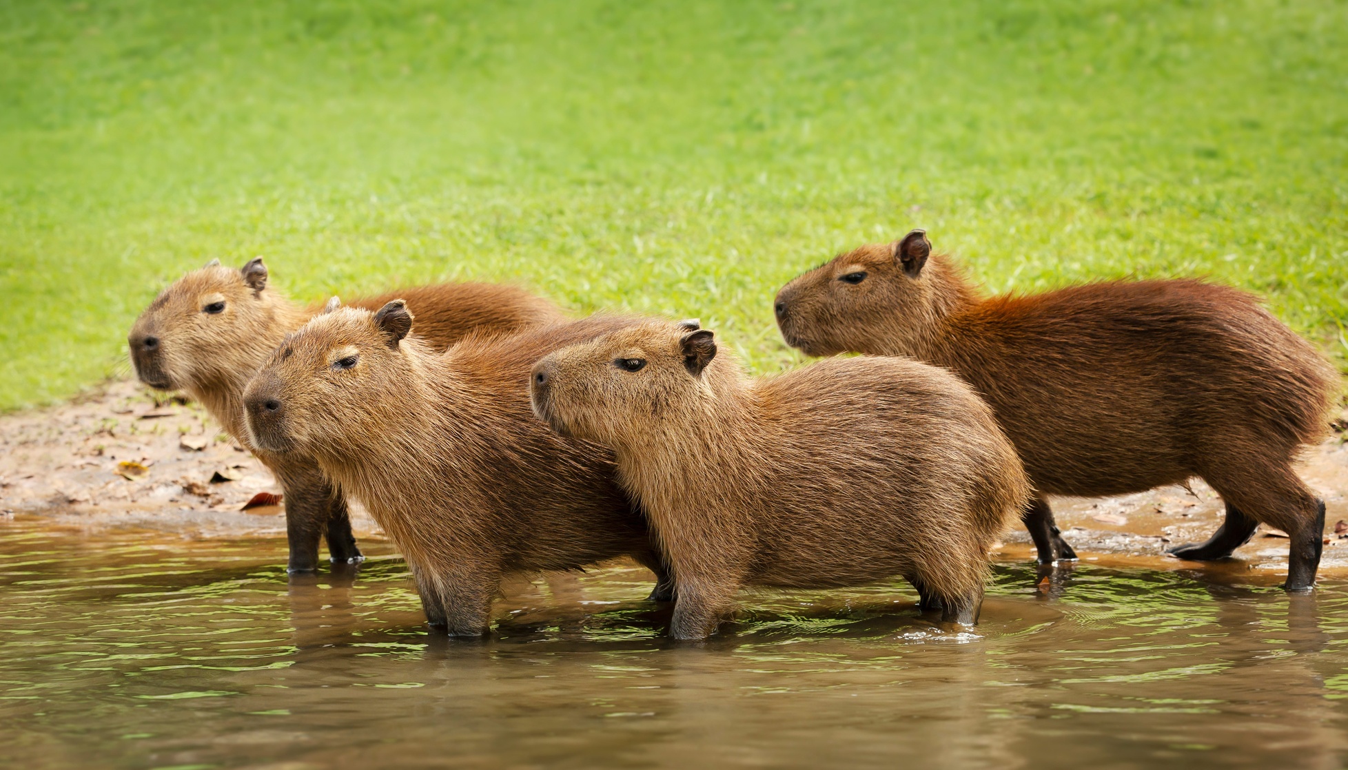 Capybara