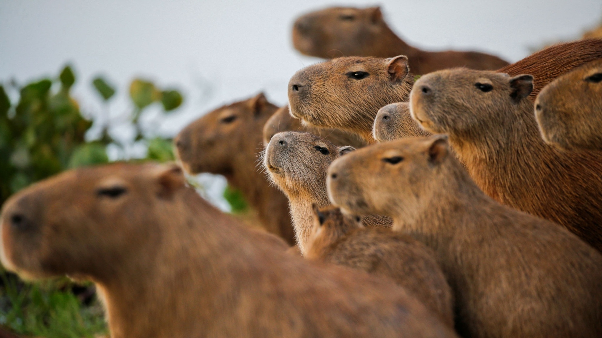 Capybara