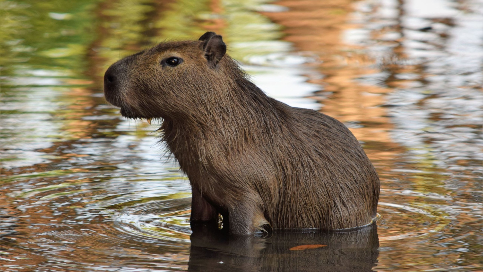 Capybara