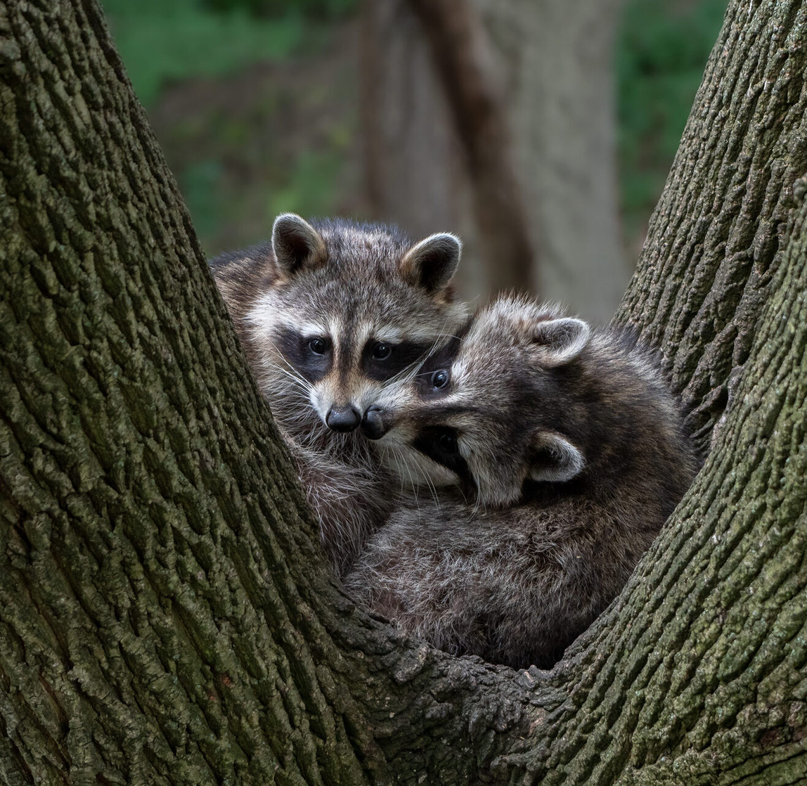 Raccoon