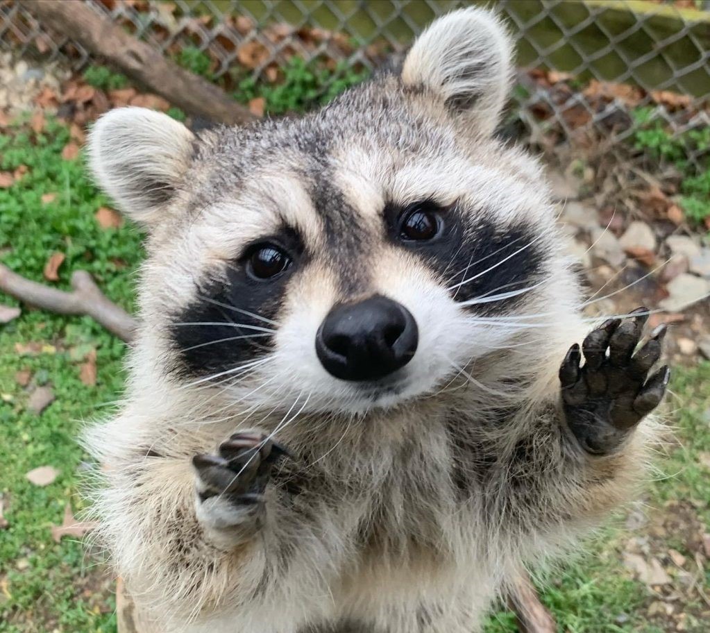 Raccoon