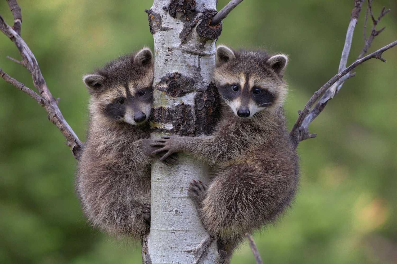 Raccoon