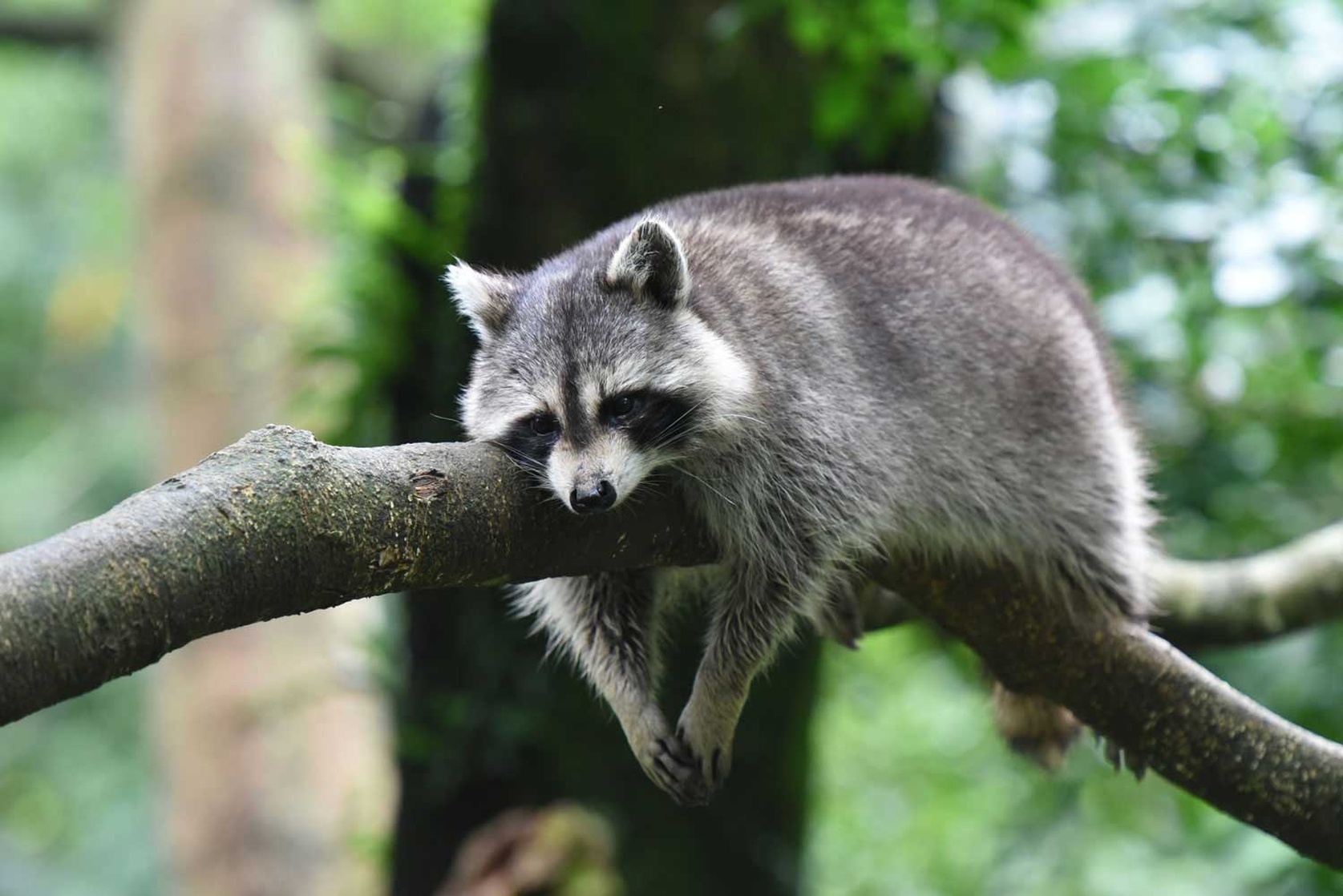 Raccoon