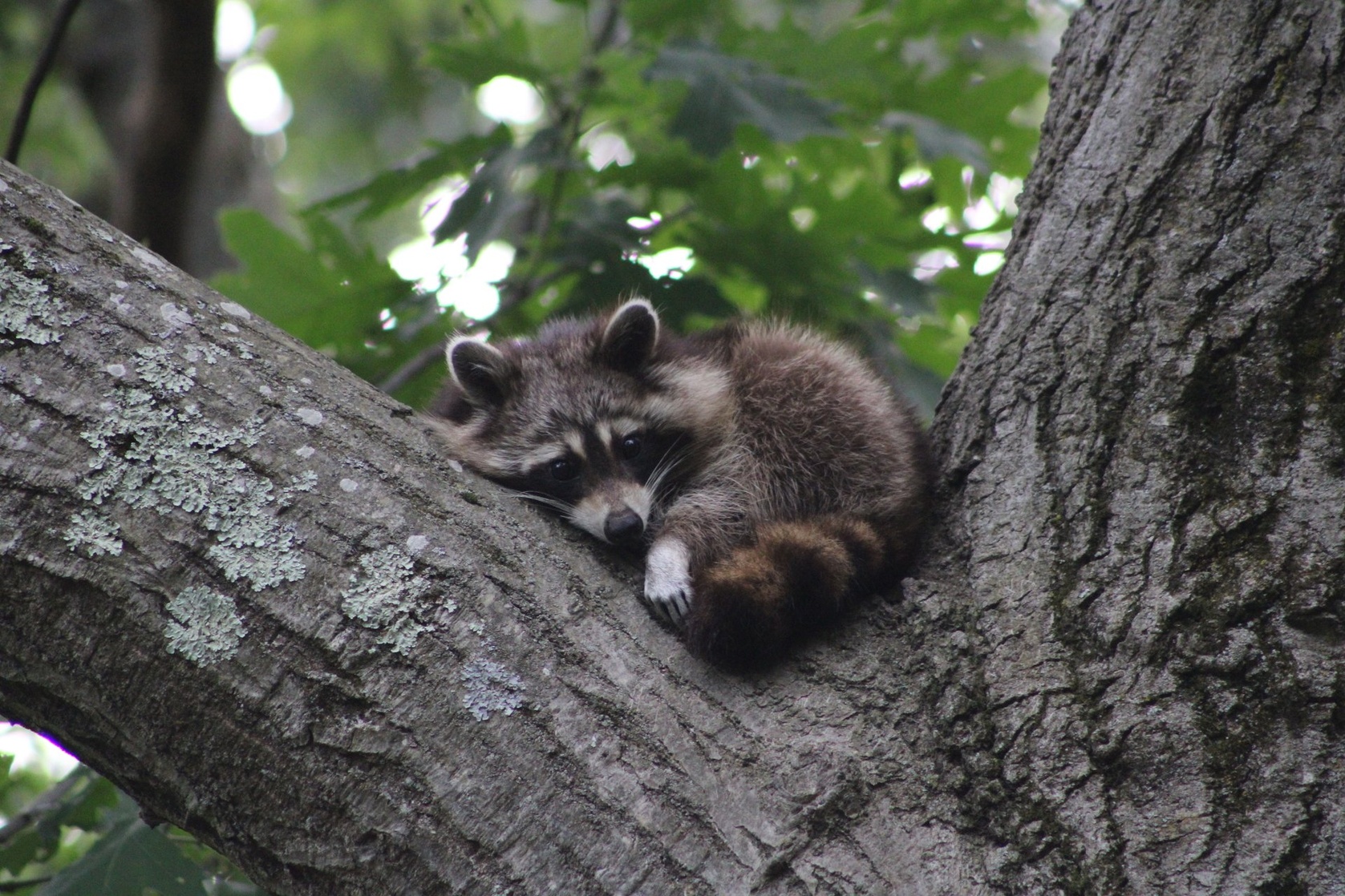 Raccoon