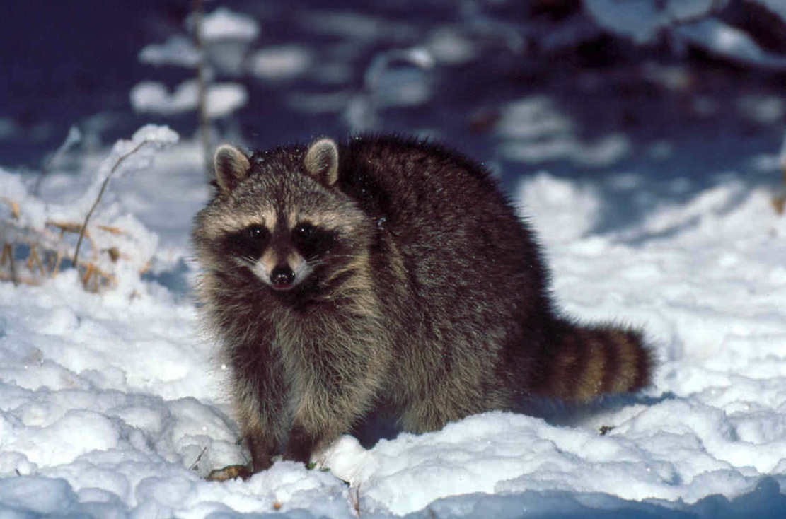 Raccoon