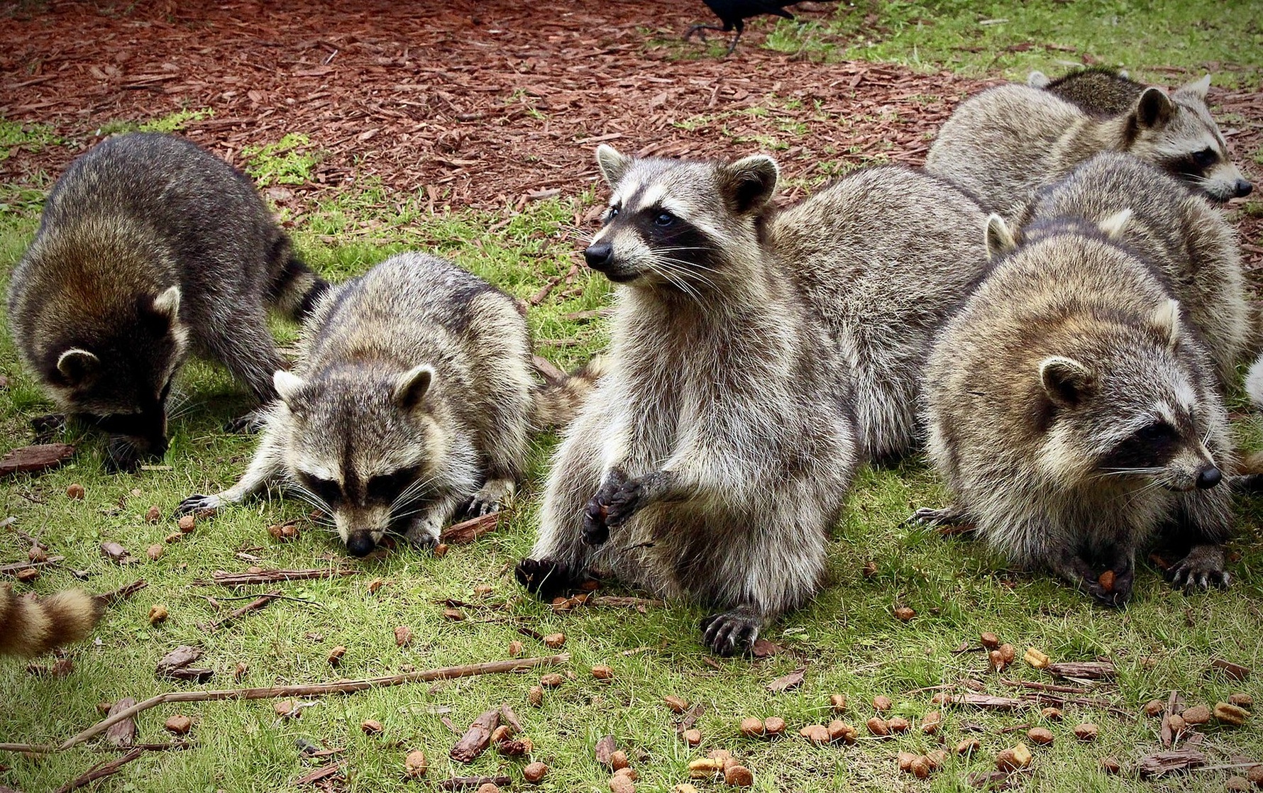 Raccoon