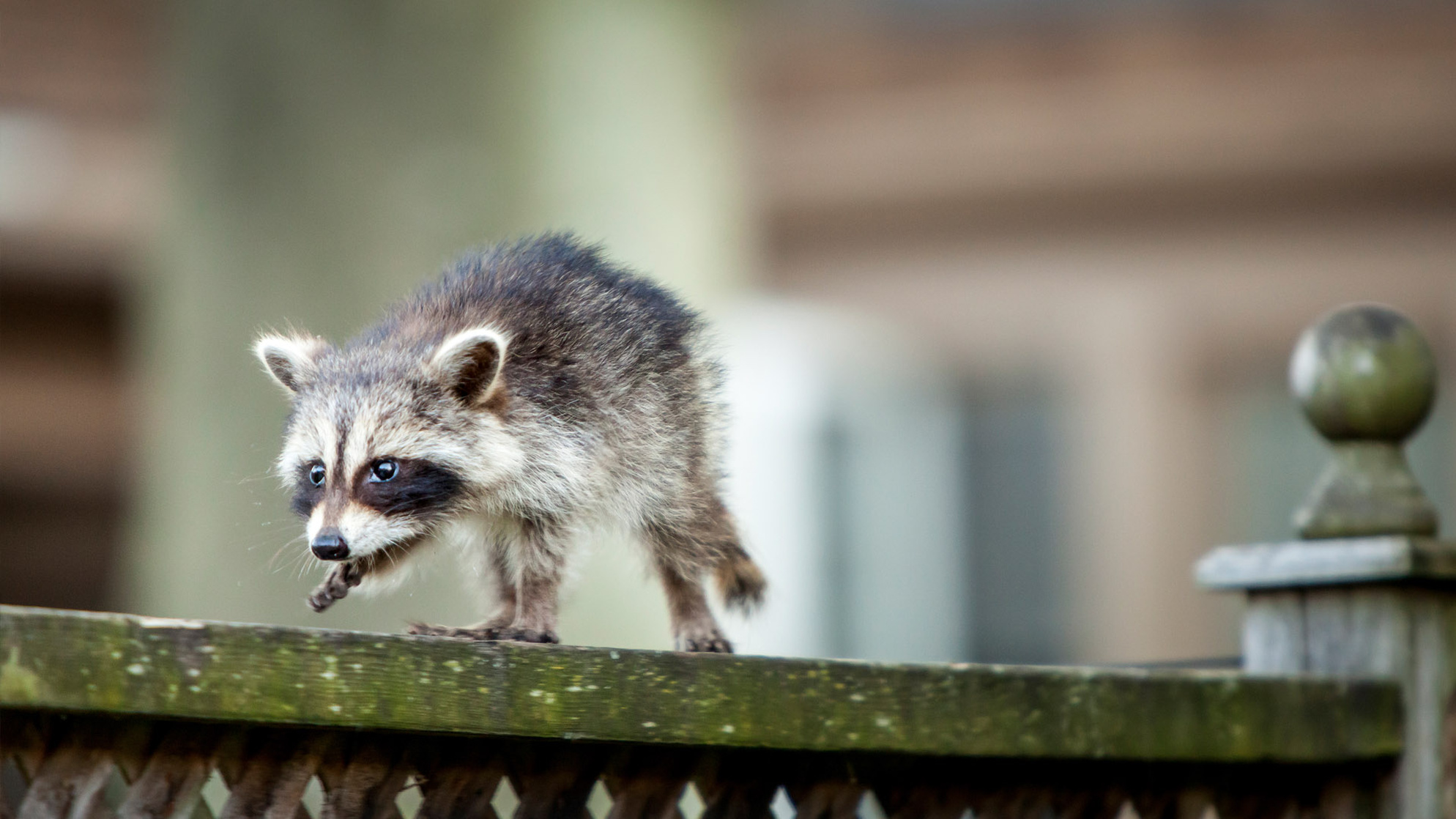 Raccoon