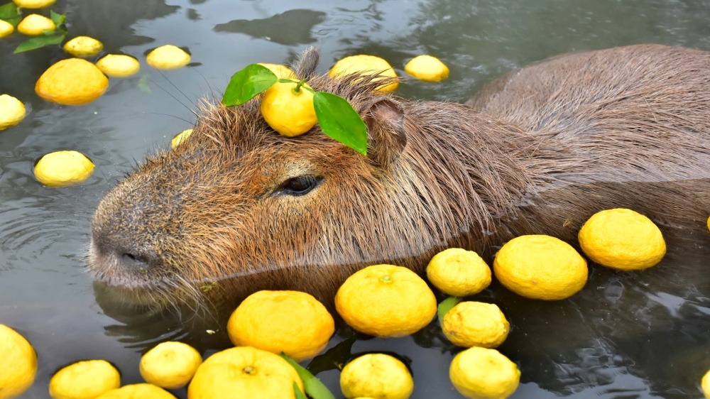 Capybara