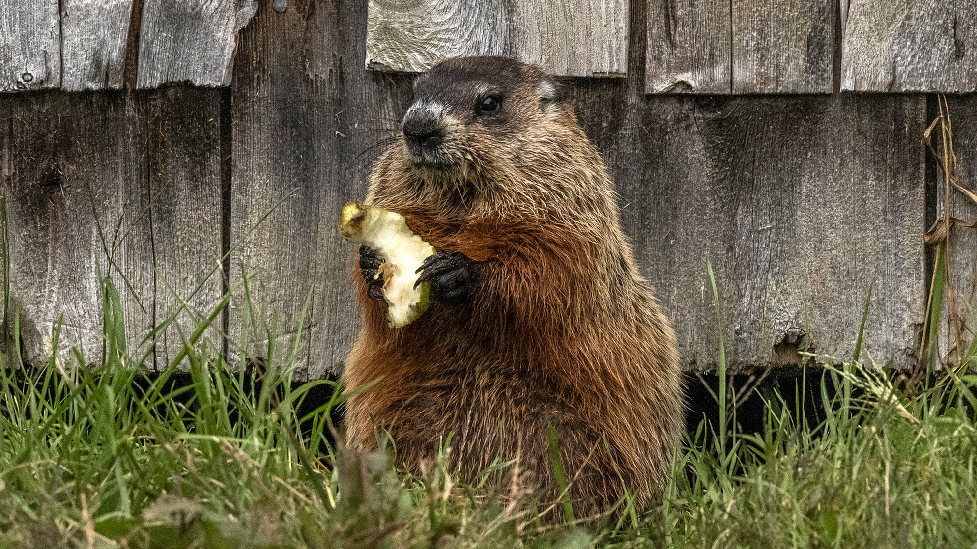 Groundhog